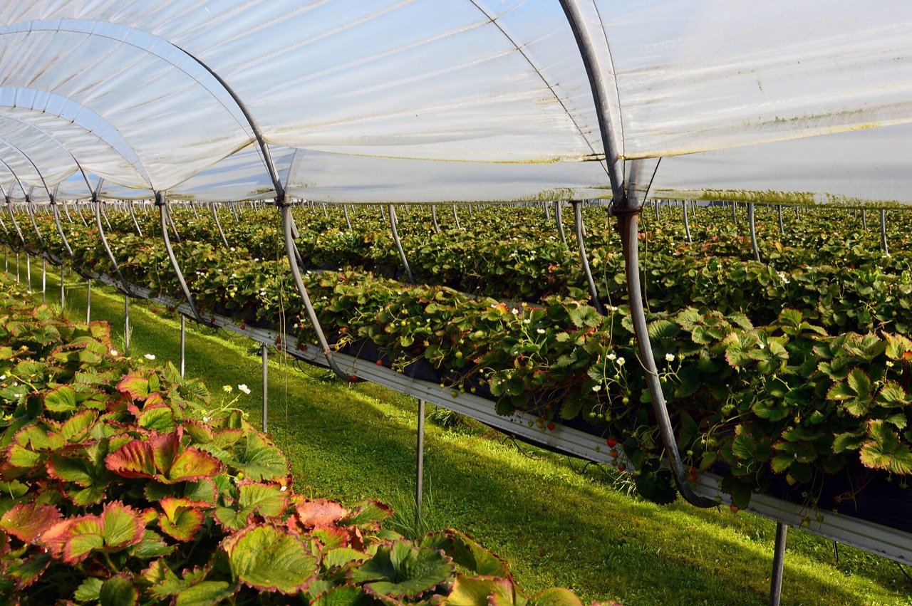 Working Farms and Homesteads